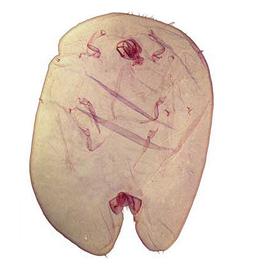   Taiwansaissetia formicarii  